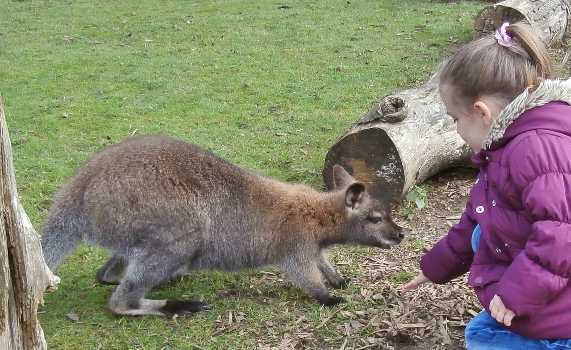 Haven Kiln Park for travel report 2014 Anna's Welsh Zoo